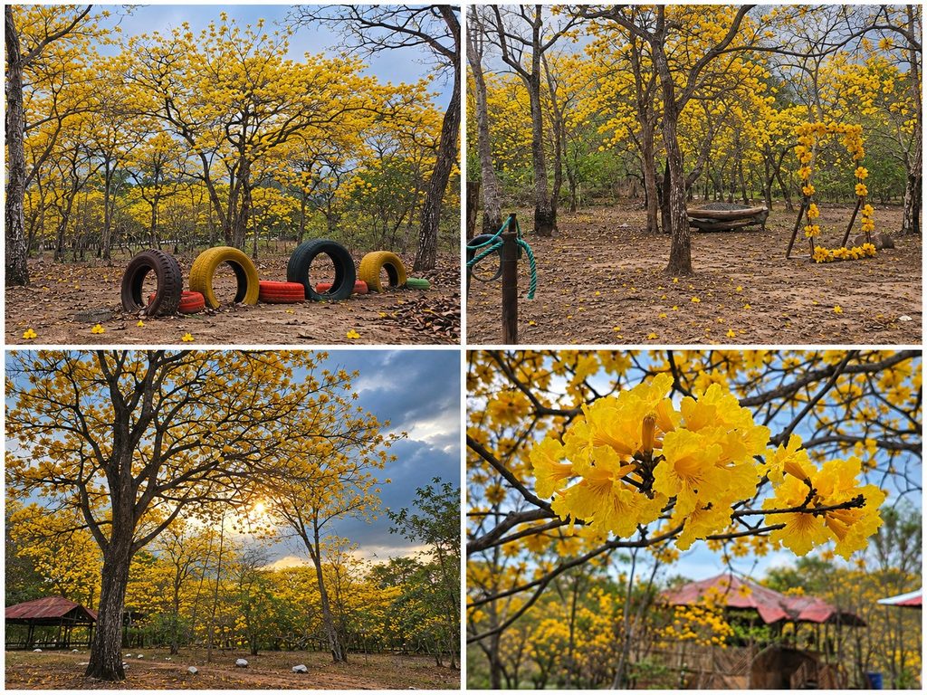 Florecimiento de guayacanes en la Hacienda Las Habras, en Colimes, Guayas. Cortesía: Hacienda Las Habras.
